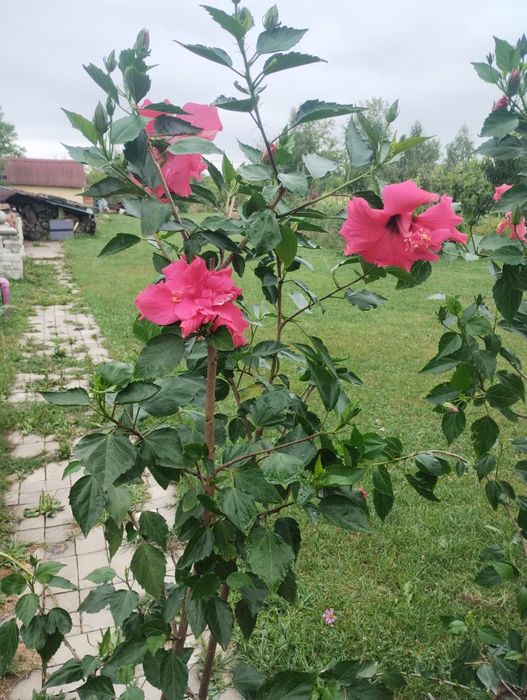 Вазони. Великий вибір.