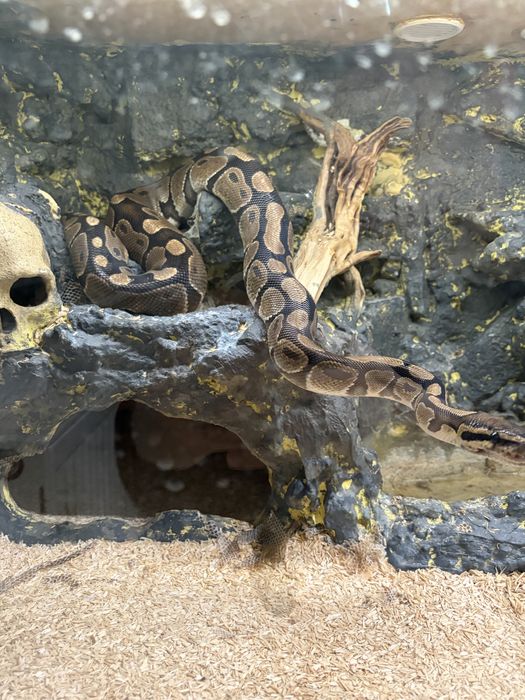 Wąż nie zbożowy za darmo 6 lat