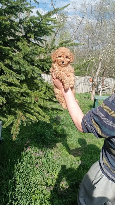 Чудові хлопчики і дівчатка Чернівці цуценята той пудель