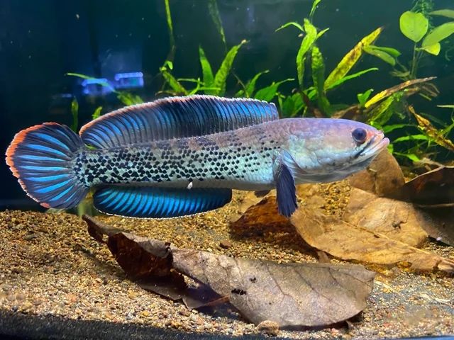 Змееголов Стюарта Channa stewarti