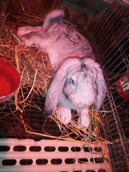 Coelhos várias raças gigantes e anões vacinados