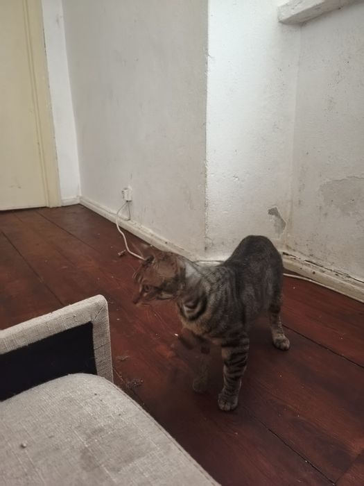 Gatos para adoção