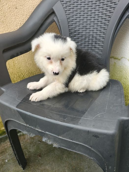 Border collie macho puro