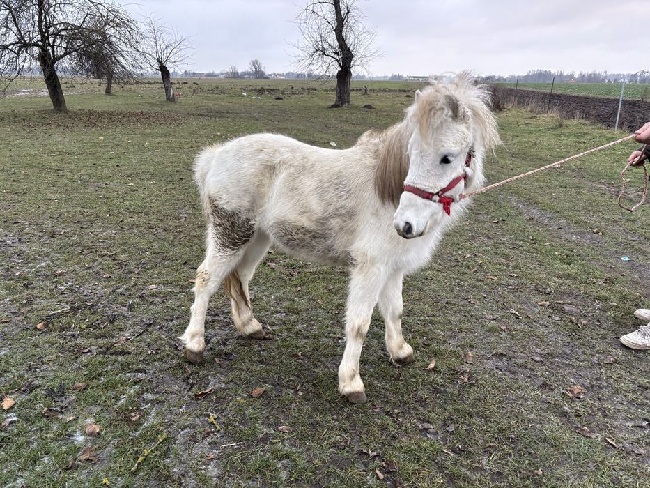 Sprzedam klacz kucyka