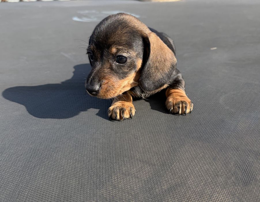 Linda cachorrinha Teckel com LOP
