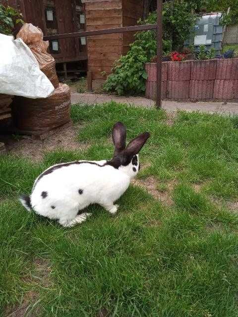 Olbrzym srokacz czarny