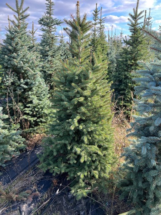 Ялина зелена Кейбаб (Kaibab) в грунті, жива ялинка, Ель зеленая