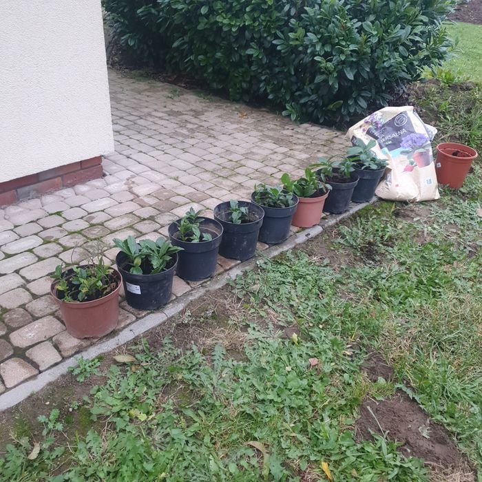 LAUROWIŚNIE  sadzonki .