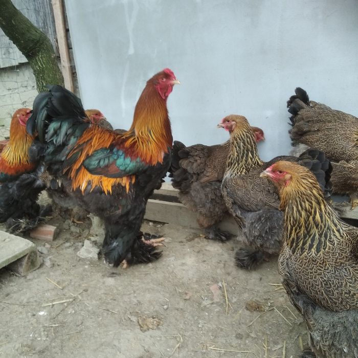 Jaja lęgowe brahma srebrna lawenda kuropatwiana gronostajowa Izabel