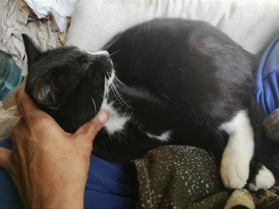 Gato para adoção responsável