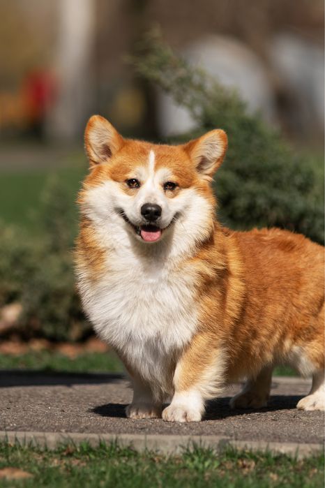 Вязка Корги