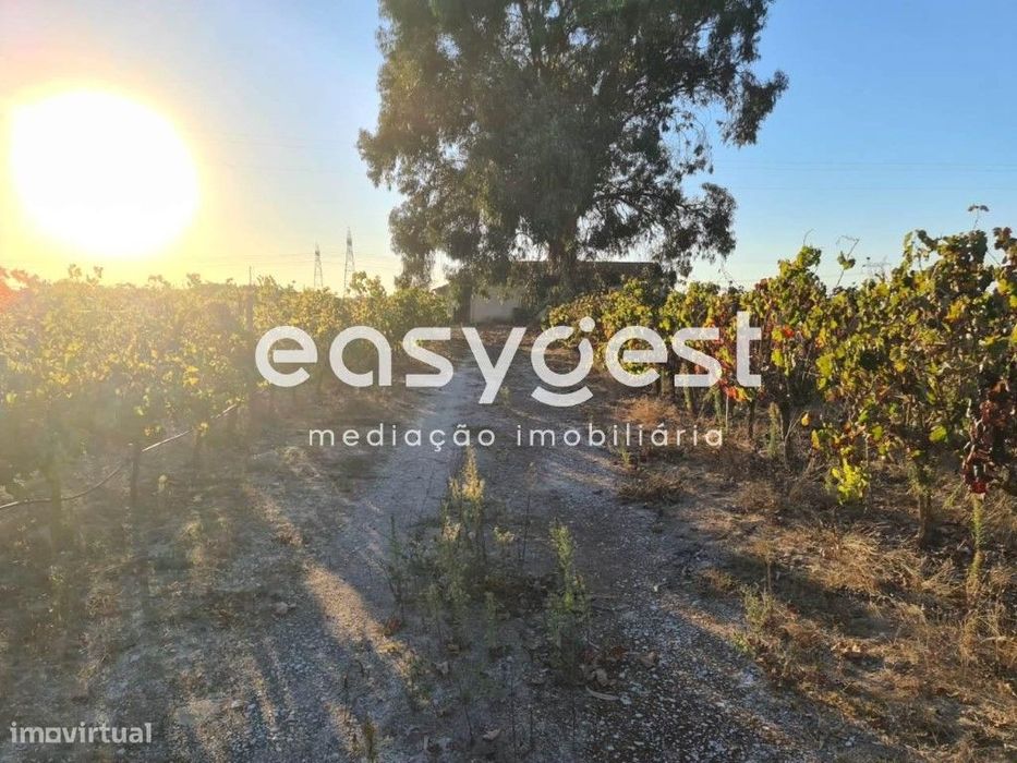 Terreno misto com 8700m2, com vinha, localizado no Pinhal Novo