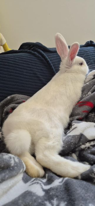 Królik miniaturka z klatką i wyprawką