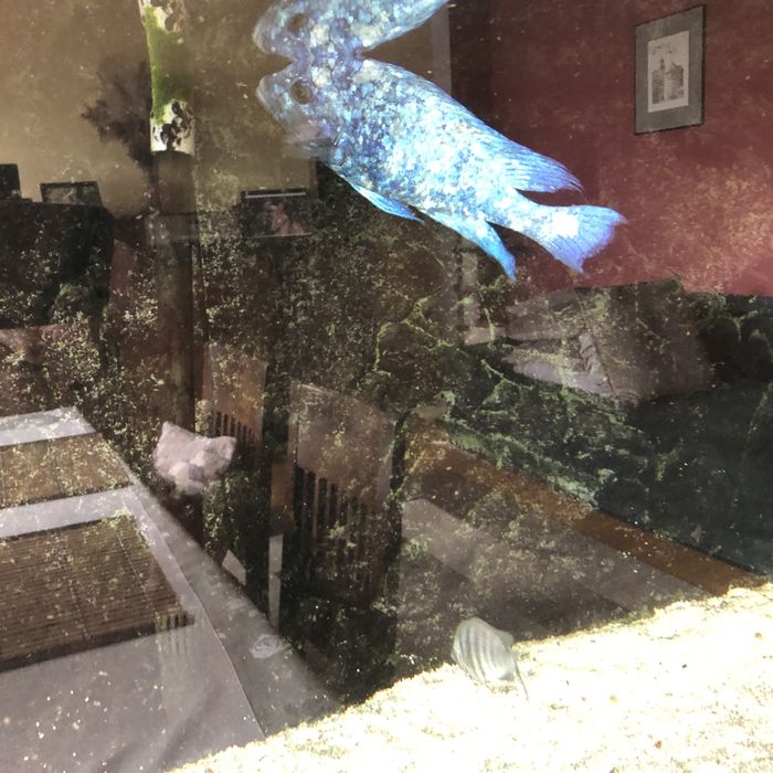 Placidochromis phenochilus Tanzania - Pyszczak Malawi