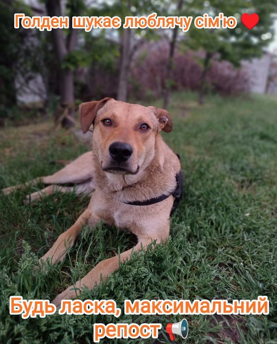 Віддам в добрі руки