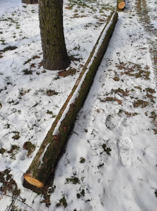 Kłoda,drąg, drzewo, modrzew