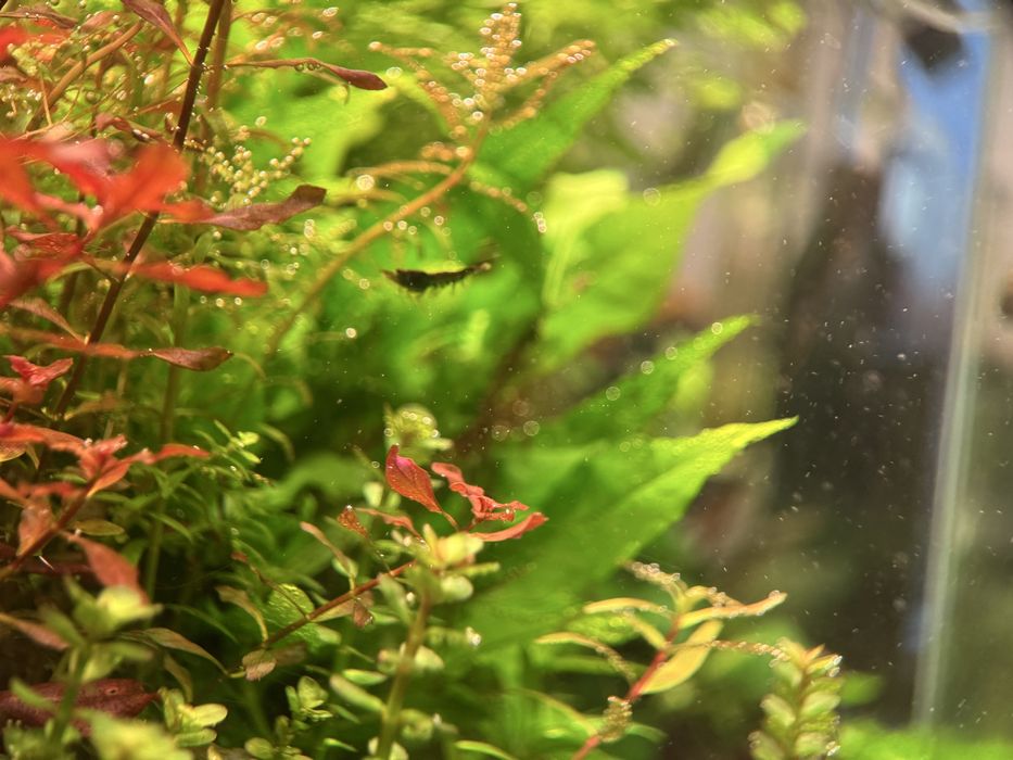 Camarões Neocaridina black (+ azul escuro)