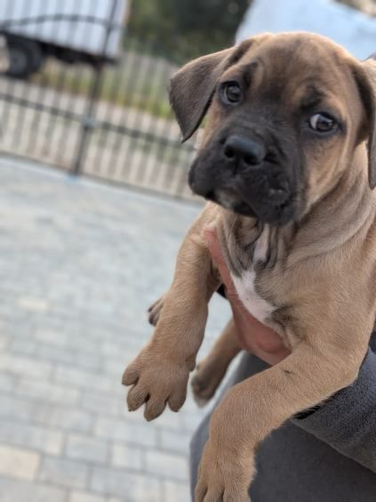 Szczeniak Cane Corso italiano