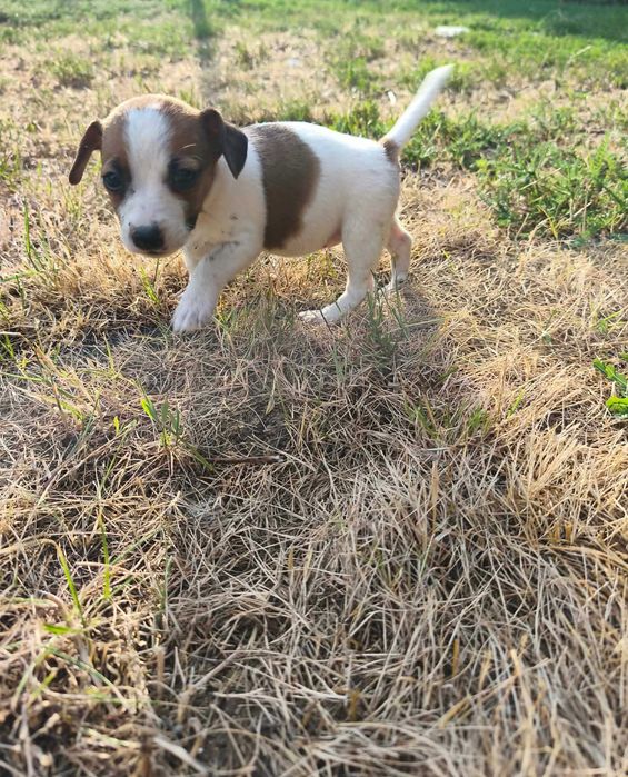 Jack Russell terrier suczka
