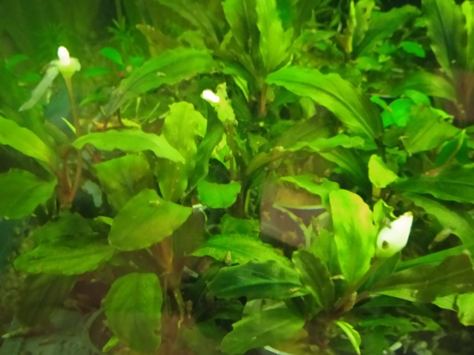 Bucephalandra Shine Blue/bucephalandry/rośliny akwariowe/roślina