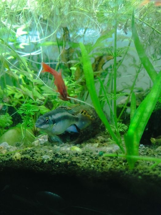 Kribensis macho adulto