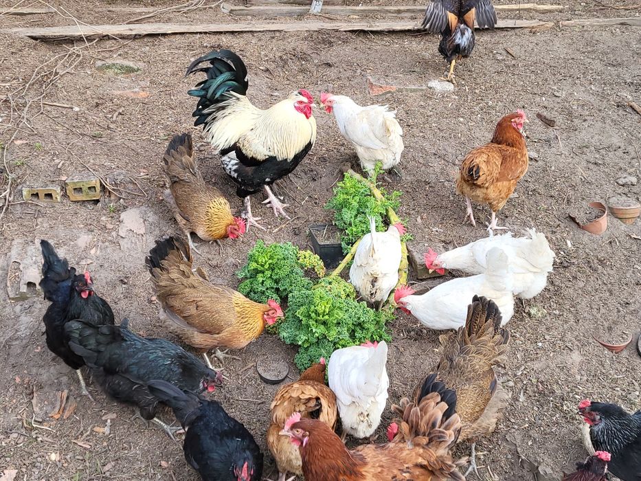 Jaja konsumpcyjne od kur z wolnego wybiegu