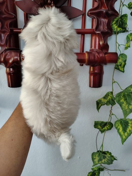Мальтійський красунчик