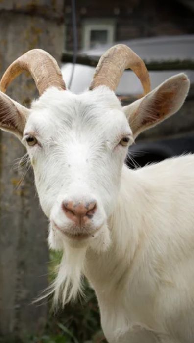 Продаю козу  белого цвета