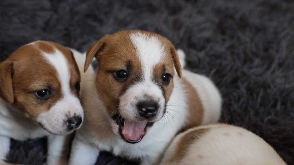 ZAPOWIEDŹ Suczka Jack Russell Terrier  "BREFIO" / bad. genetyczne