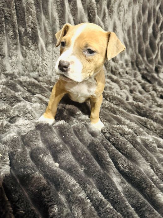 Чистокровные щенки Стаффы