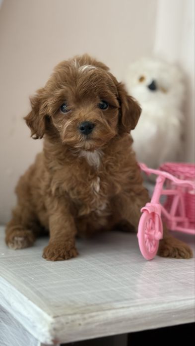 Лялька мальтіпу міні