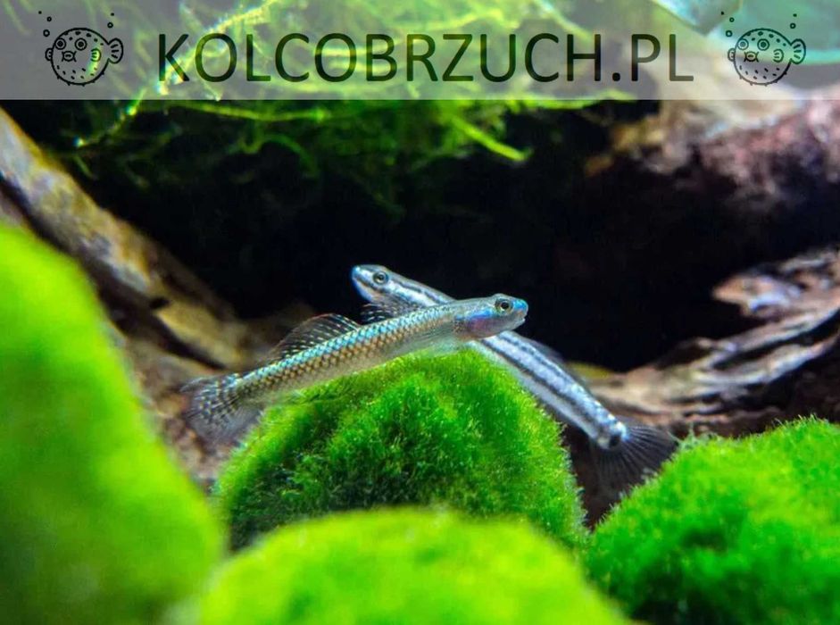 Babka sumatrzańska - Stiphodon atropurpureus - dowozimy, wysyłamy