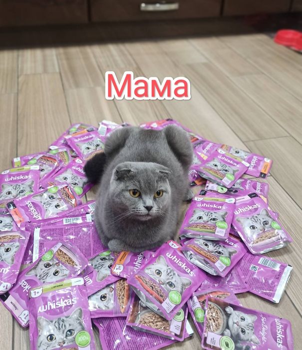 Грайливі кошенята,чекають люблячої сім'ї.  Шотландські котики Scotti