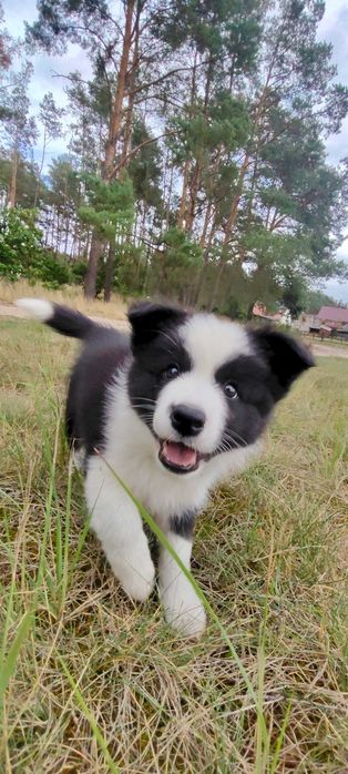 Border Collie ZKwP FCI