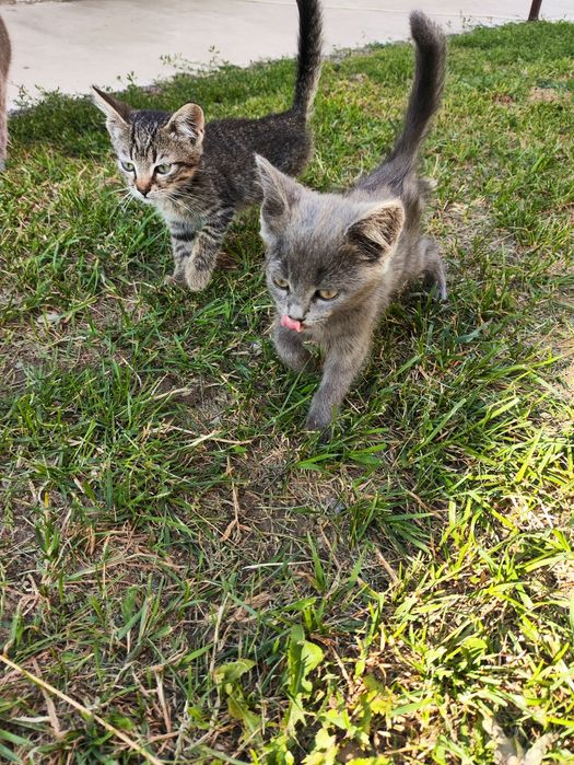 Подарую кошеня, відам в добрі руки, коти, кошенята, котинята