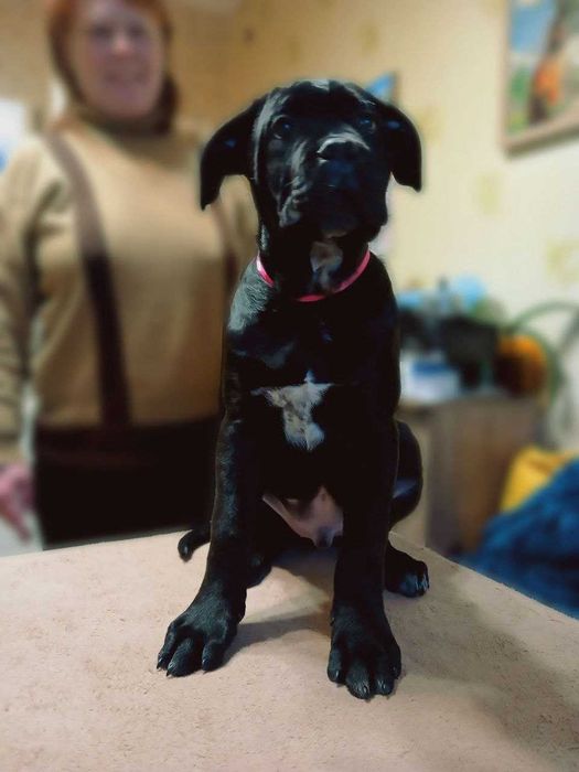 Цуценята кане корсо