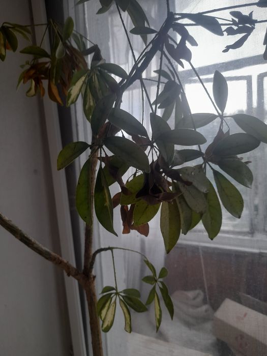 Здам кімнату в квартирі