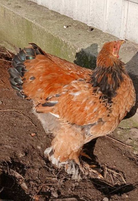 Яйця інкубаційні породи Брама.