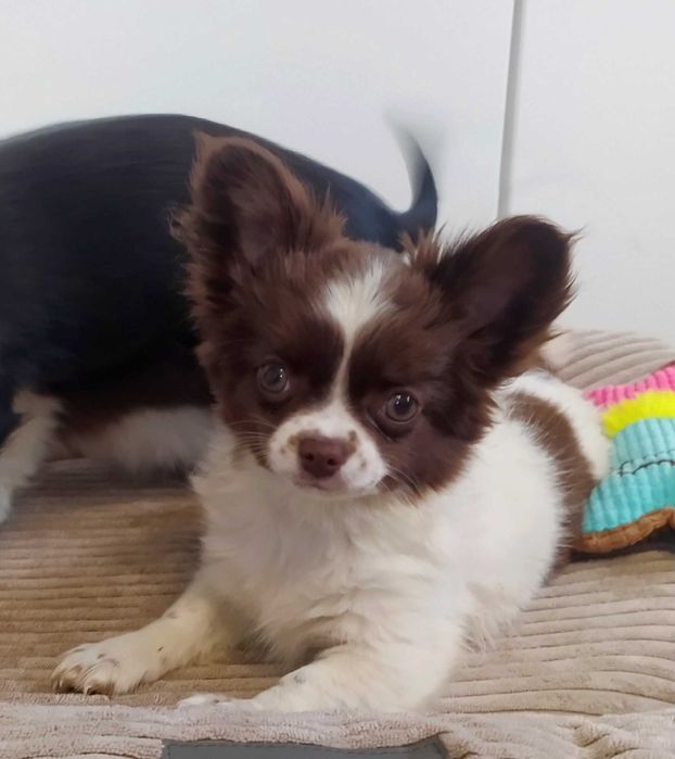 Chihuahua szczeniak puppy suczka  prawdziwy rodowód ZKwP  FCI paszport