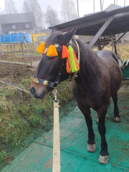 Продається кобила