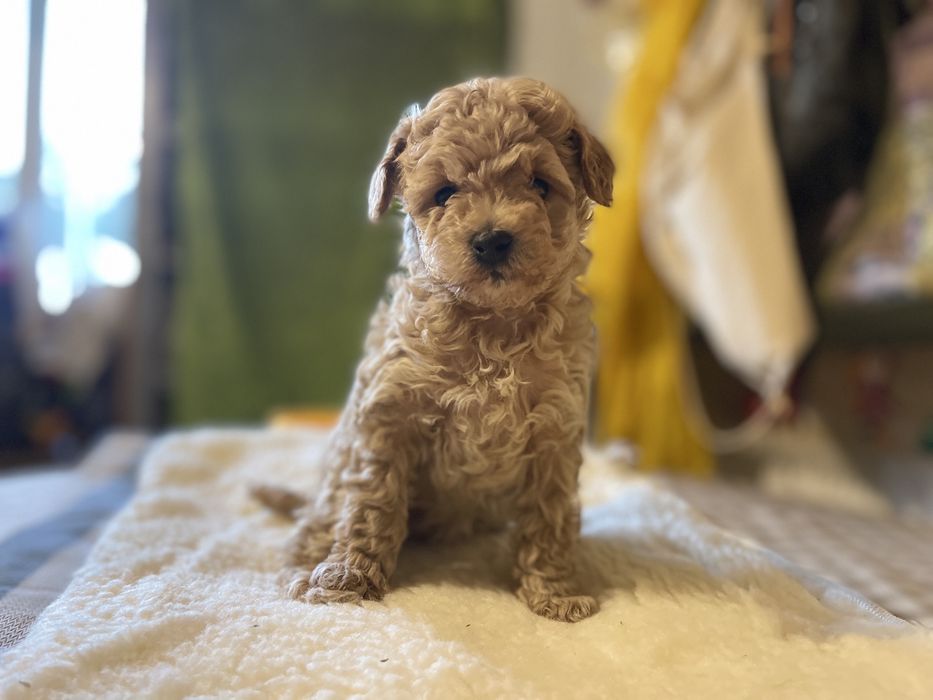 Цуцики помапу карамель