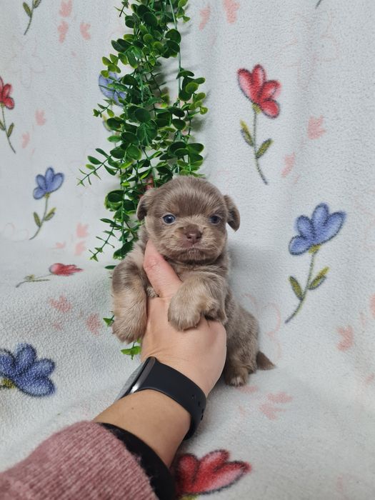 Excelente mini pelo comp Chihuahua/Chiuaua Linhagem Russa de Qualidade