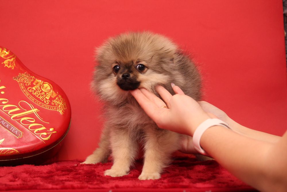 Курносая шпиц ,девочка шпиц продажа