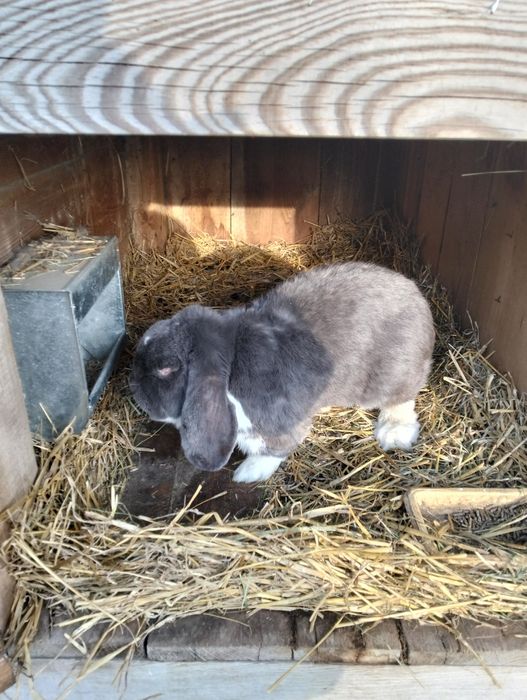 Sprzedam samiec baran francuski