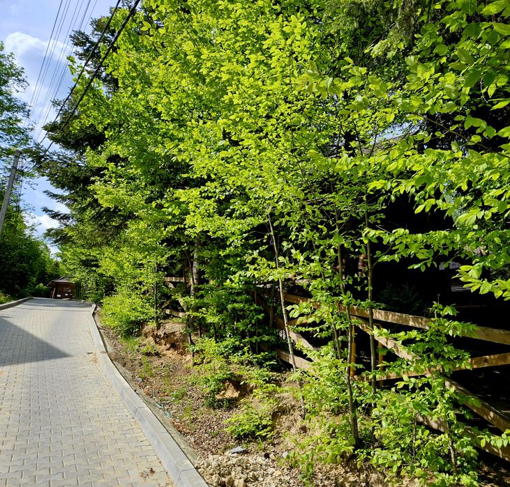 Котедж в Карпатах  Будинок в Мигово, оренда