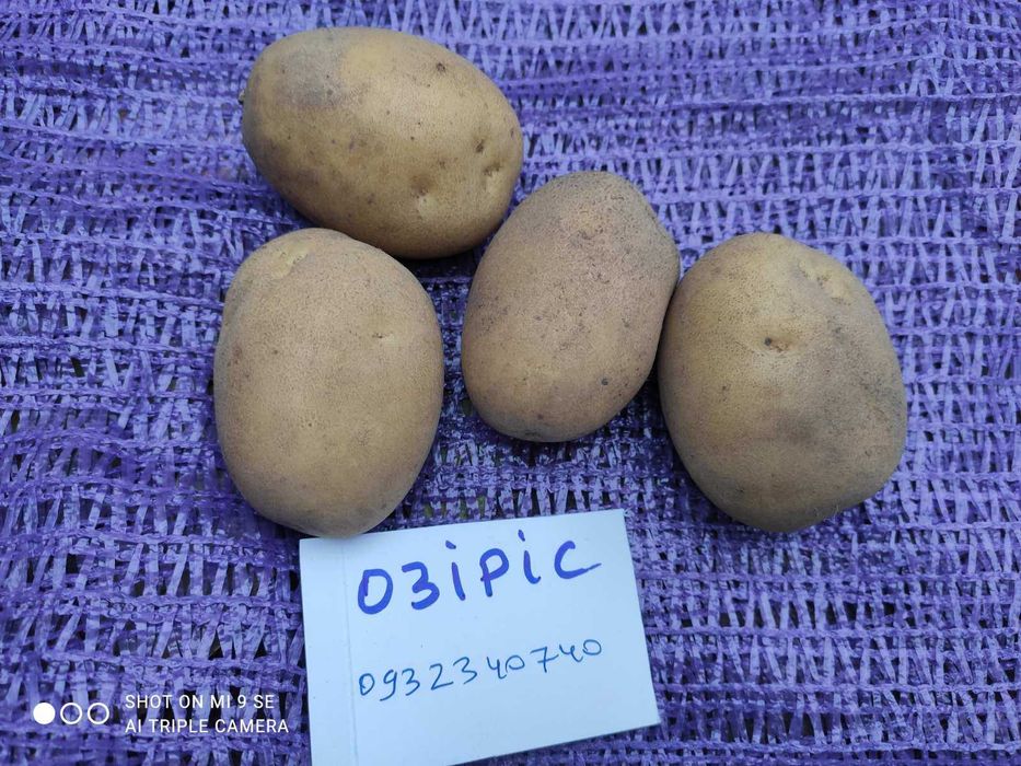 "Озіріс"(Osiris)-ультраранній сорт картоплі,гідна заміна Рів'єри.