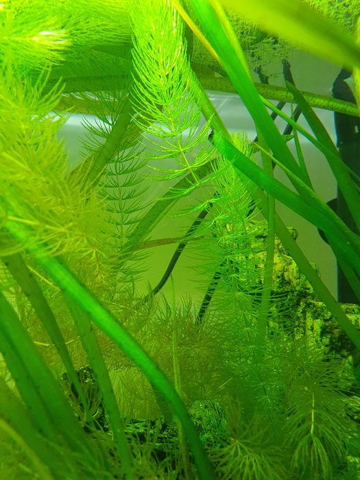 Plantas de aquário (Diversas)