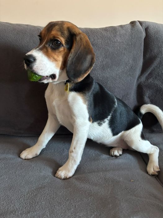 Pies rasowy Beagle suczka