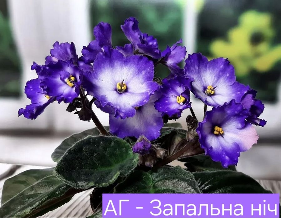 Фиалки, детки и стартеры