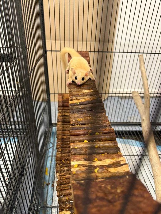 Klatka gratis + 2 białe Lotopałanki,  lotopałanka , sugar glider.